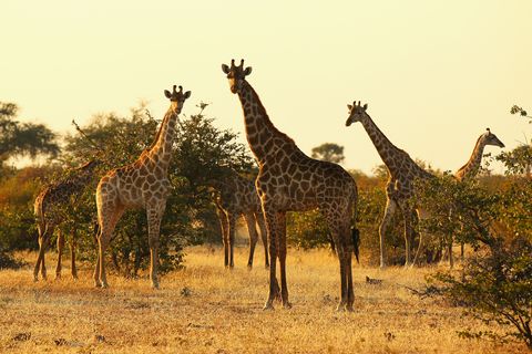 Giraffe, Wildlife, Giraffidae, Terrestrial animal, Savanna, Nature reserve, Grassland, Natural landscape, Natural environment, Safari, 