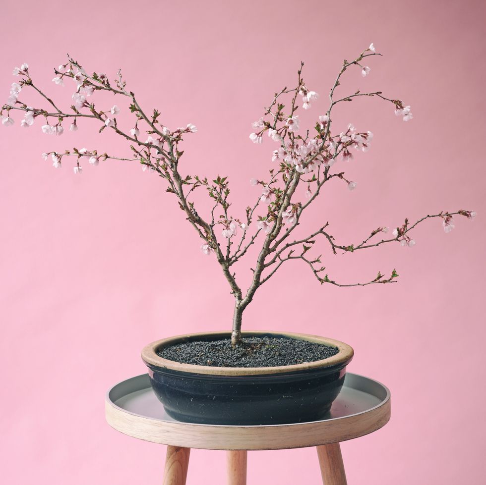 live cherry blossom bonsai