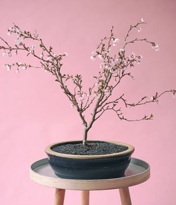 Houseplant, Flowerpot, Tree, Flower, Pink, Plant, Branch, Ikebana, Twig, Bonsai, 