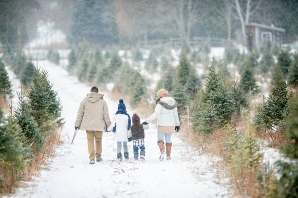 The Best Christmas Tree Farm in Every State for 2021 - Best Christmas ...