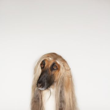 Afghan hound, sitting, front view