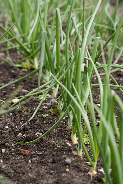 garlic plants in a vegetable patch