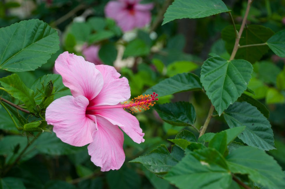 pink flowers on green leaves background