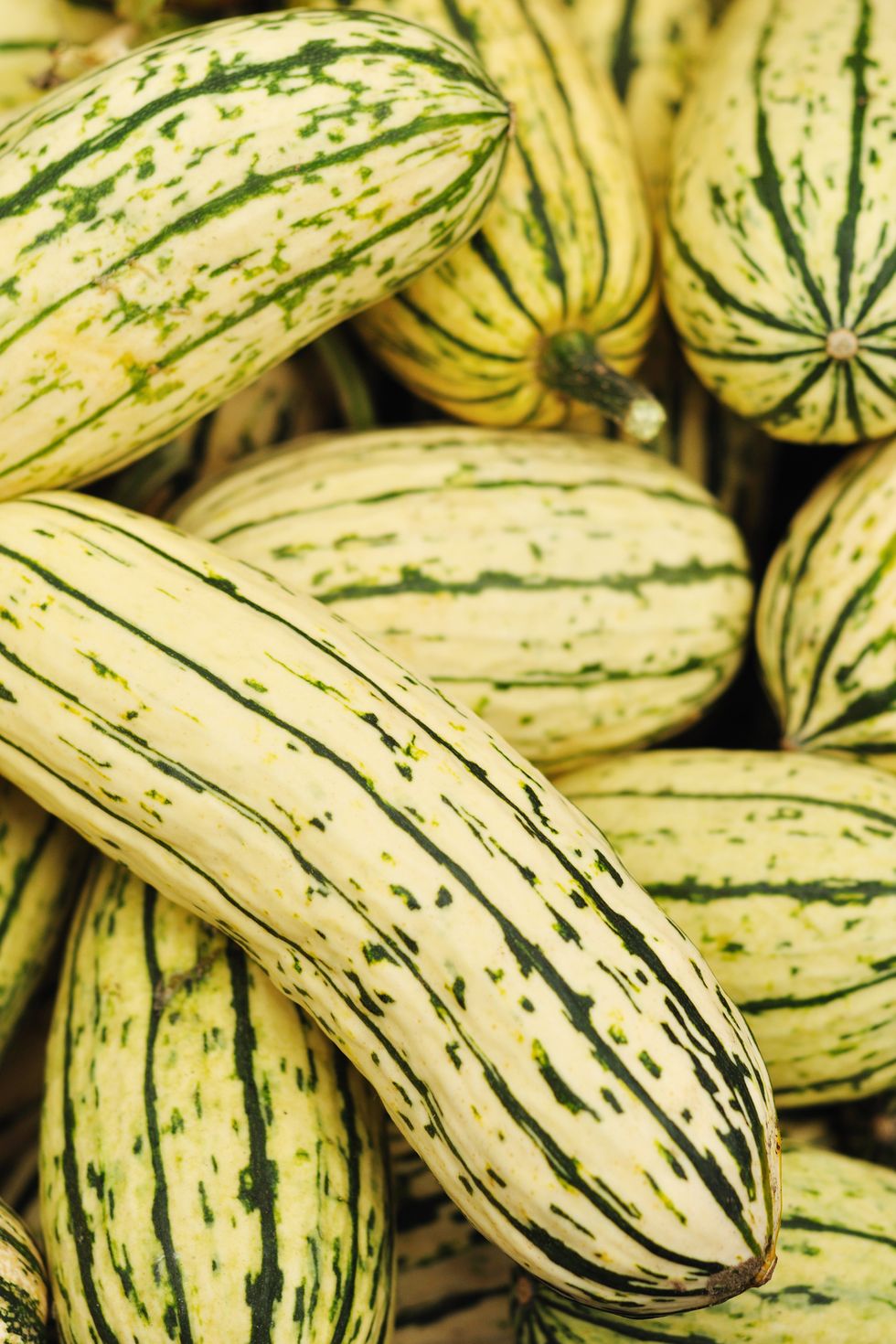 The 14 Best Types of Squash to Grow (and How to Cook With Them)