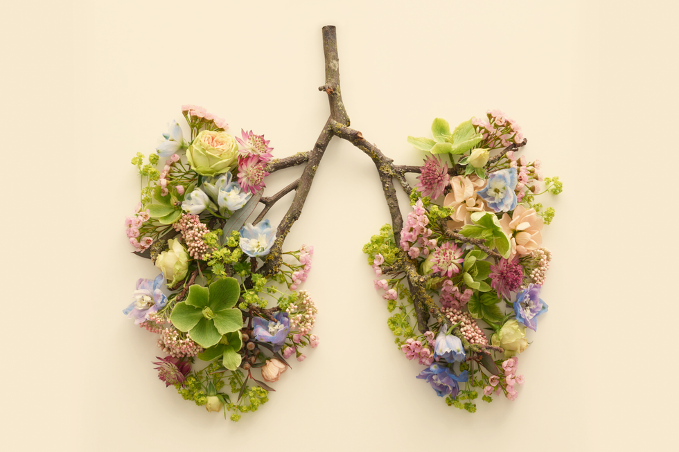 spring flowers representing human lungs, conceptual studio shot