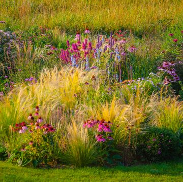 ornamental garden, with grasses and various perennial flowers in mixed borders and flower beds designed in such a way to provide natural color patterns, and a sense of naturalistic landscape