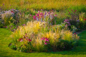 ornamental garden, with grasses and various perennial flowers in mixed borders and flower beds designed in such a way to provide natural color patterns, and a sense of naturalistic landscape