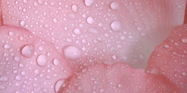 Close-up of pink rose petals with water drops in square.