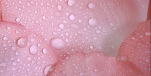 Close-up of pink rose petals with water drops in square.