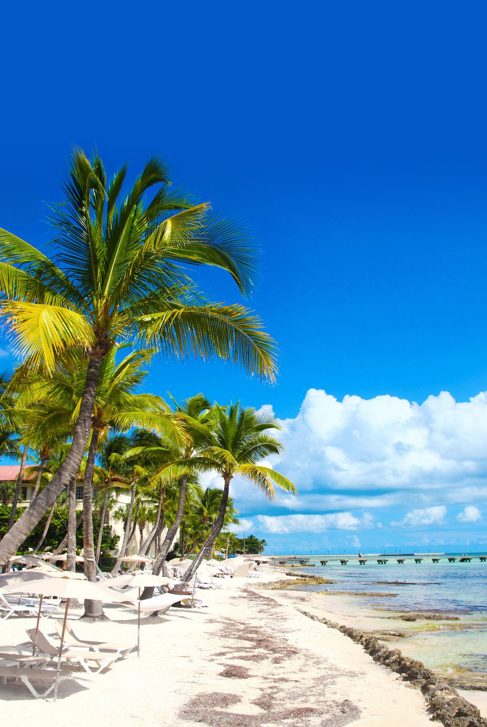 tree, tropics, sky, nature, palm tree, beach, caribbean, sea, vegetation, ocean,