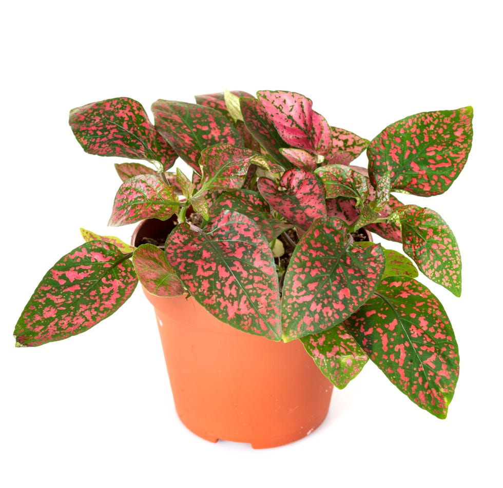hypoestes polka dot plant