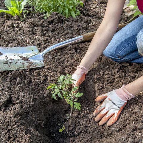 hands of female gardener planting tomatoes in garden, halifax, nova¬¨√ùscotia, canada