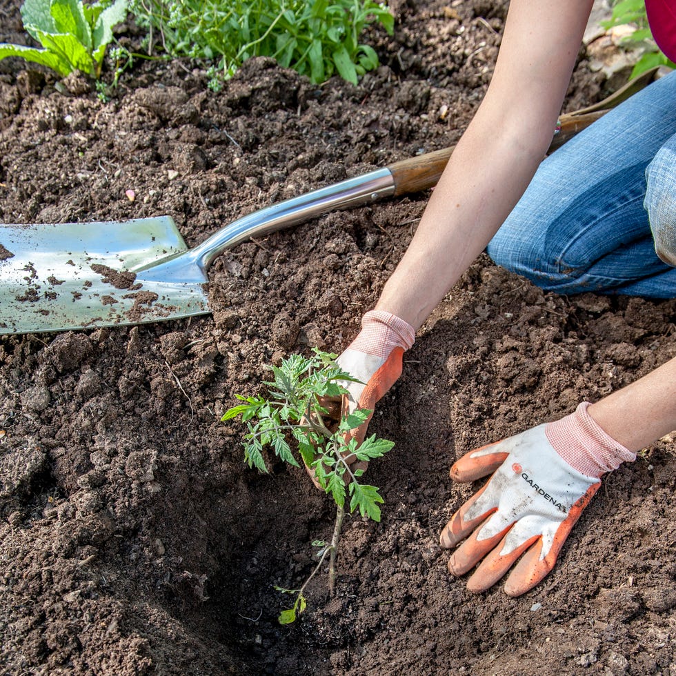 hands of female gardener planting tomatoes in garden, halifax, nova¬¨√ùscotia, canada