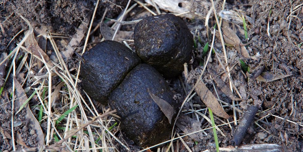 wombat feces is cubic due to a very long and slow digestive process, typically 14 to 18 days