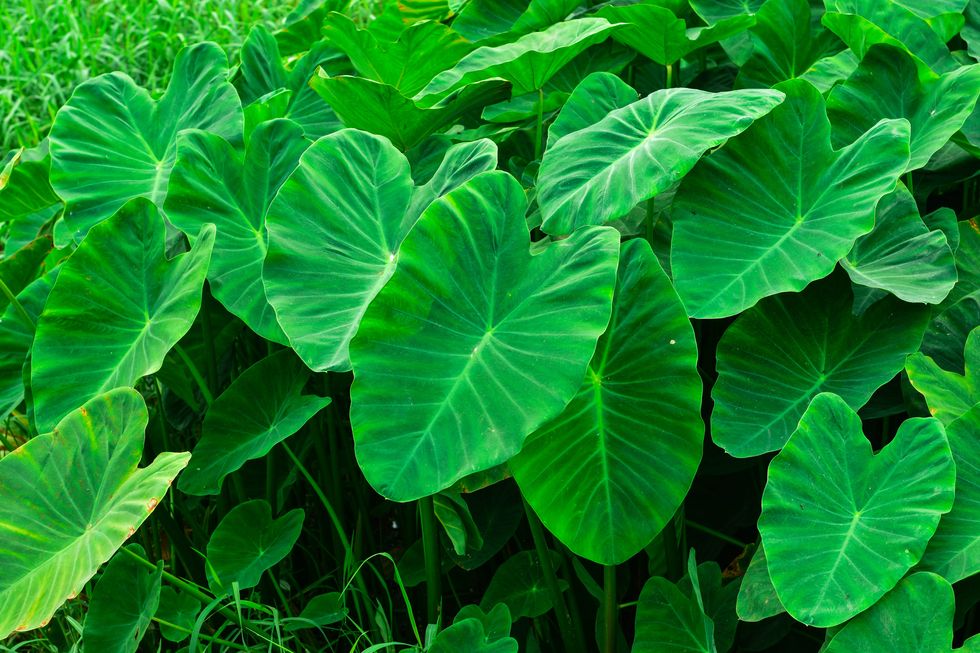 big green leafy albino like elephants ear shoots or heads can be processed into food tarogiant taro, alocasia indica green bushes, biennial plants, water weeds that occur in the tropics