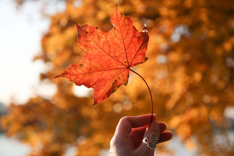 Leaf, Maple leaf, Red, Tree, Black maple, Autumn, Orange, Plant, Sky, Deciduous, 