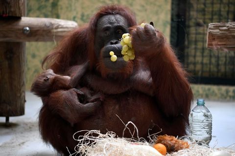 orangutan and new child