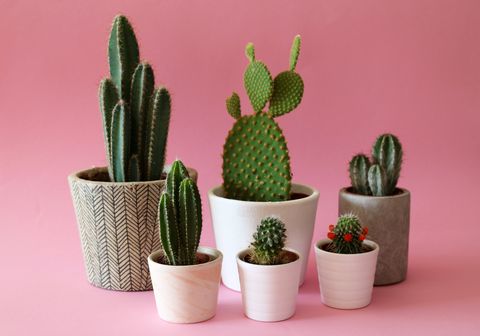 Cactus, Flowerpot, Houseplant, Plant, Flower, Terrestrial plant, Succulent plant, Caryophyllales, Room, Saguaro, 