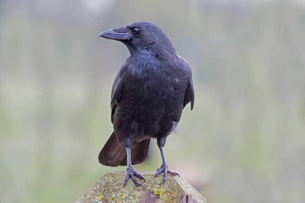 british birds – carrion crow