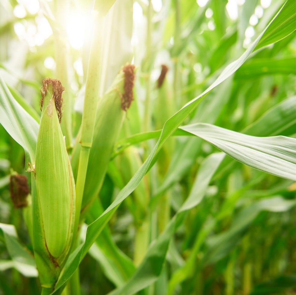 Close-up of corn cobs in field, white sweet corn