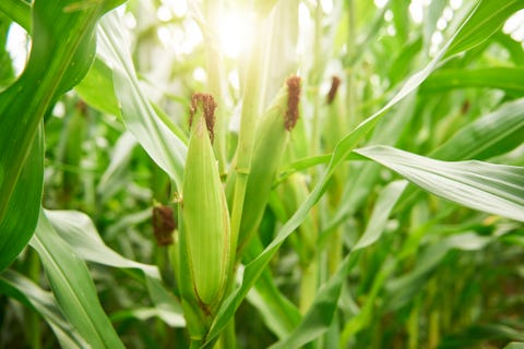 white sweet corn