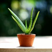 Small aloe vera potplant on wooden table in blur green garden background, copy space