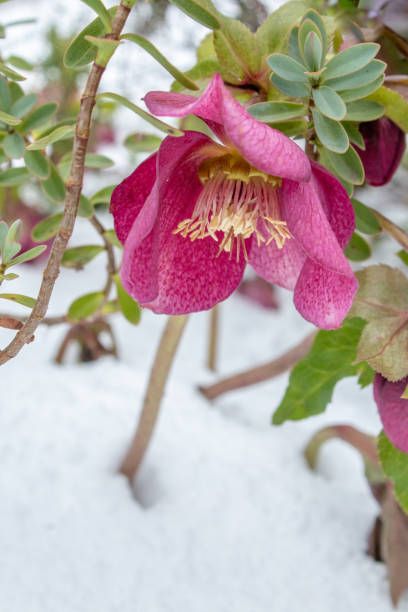 pink hellebore orientalis flower in deep white snow