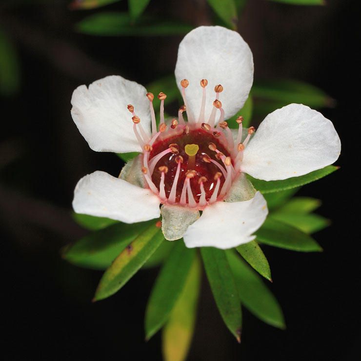 a tea tree flower