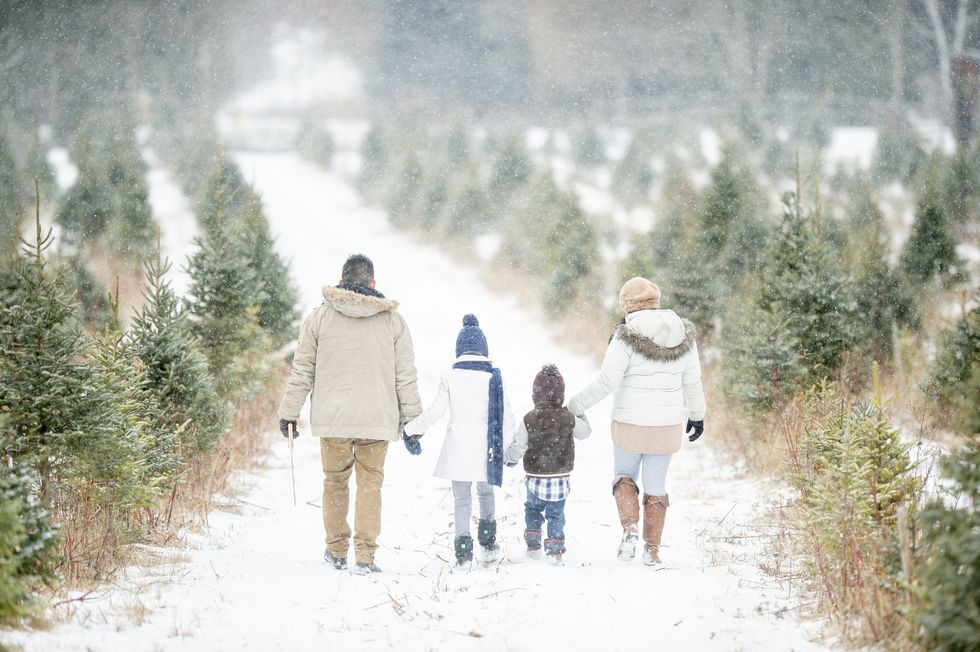a cute little family walks through a snowy christmas tree farm they are all holding hands and are dressed warmly