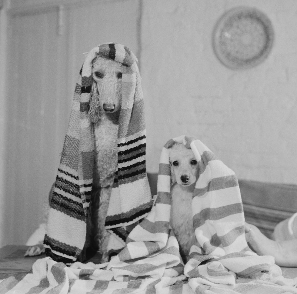 an adult poodle with its puppy covered with towels after taking a bath, uk, april 1963 photo by ronald dumontdaily expresshulton archivegetty images