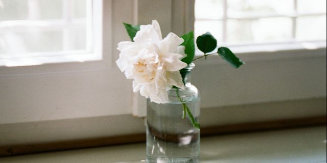 Beautiful fresh cut rose inside water bottle on wooden windowsill at home