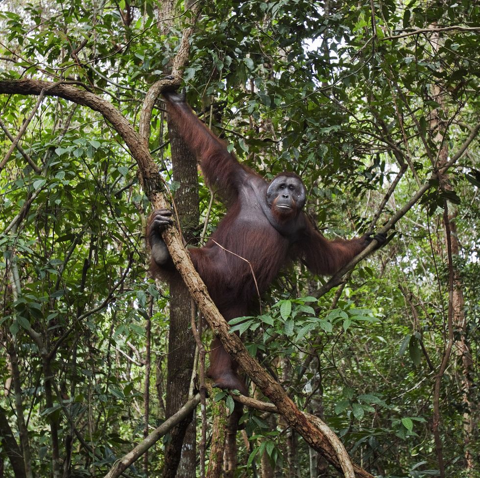 Bornean Orangutan mature male and adolescent male