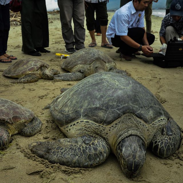 sea turtles in sand