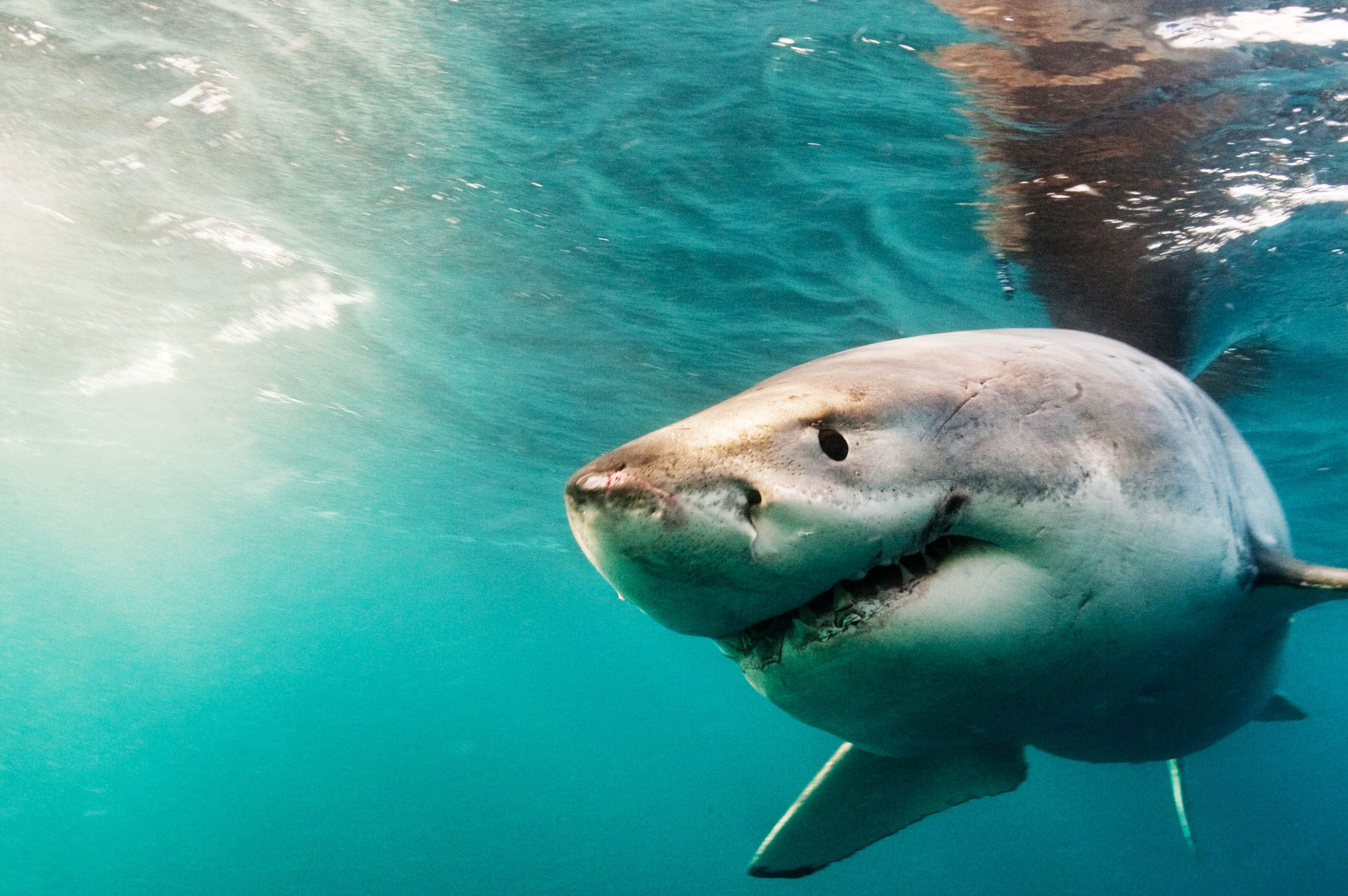 Il video unico dello squalo bianco più grande del mondo