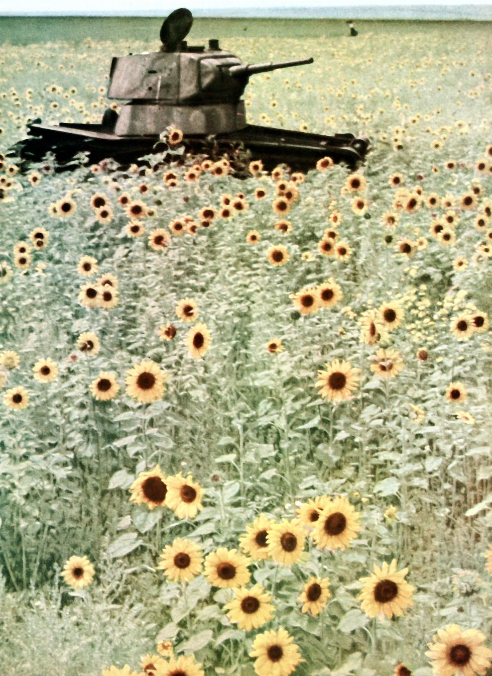 operation barbarossa, a russian t34 tank has been abandoned in a sunflower field 1942 it was used in the defense of russia against the german led invasion on the eastern front soviet union photo by galerie bilderweltgetty images