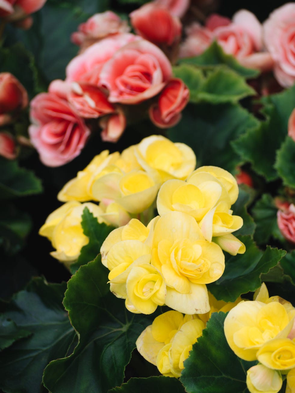 Numerous bright flowers of the garden tuber begonia Begonia tuberiburida