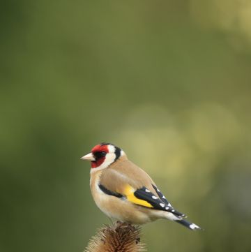 goldfinch perched on teasel