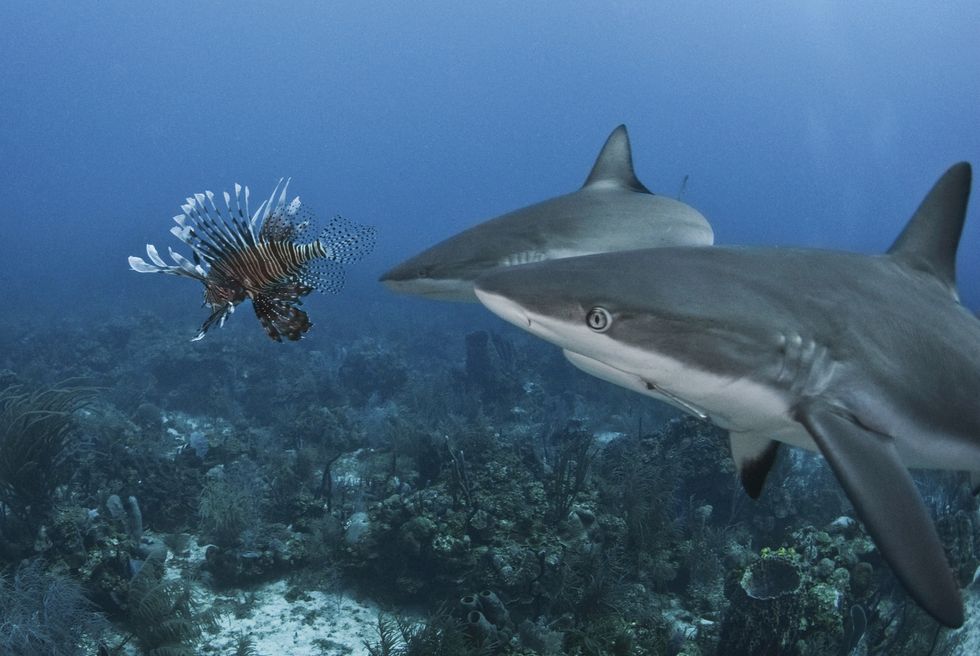 caribbean reef shark carcharhinus perezii chasing lionfish pterois volitans, roatan, bay islands, honduras,caribbean