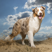 Australian shephers standing seen from the side in sand dunes on a sunny day