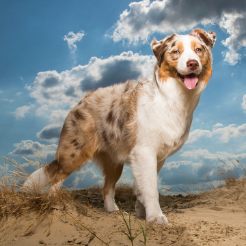 Australian shephers standing seen from the side in sand dunes on a sunny day