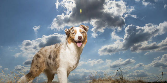 Australian shephers standing seen from the side in sand dunes on a sunny day