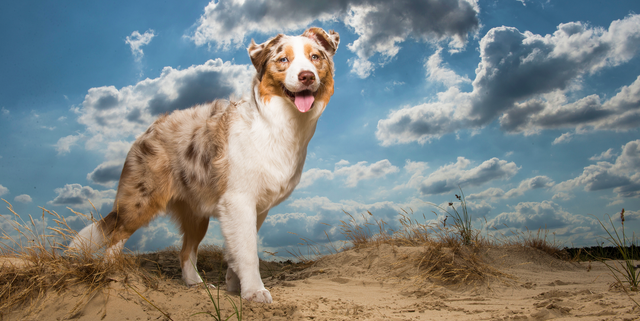 Australian shephers standing seen from the side in sand dunes on a sunny day