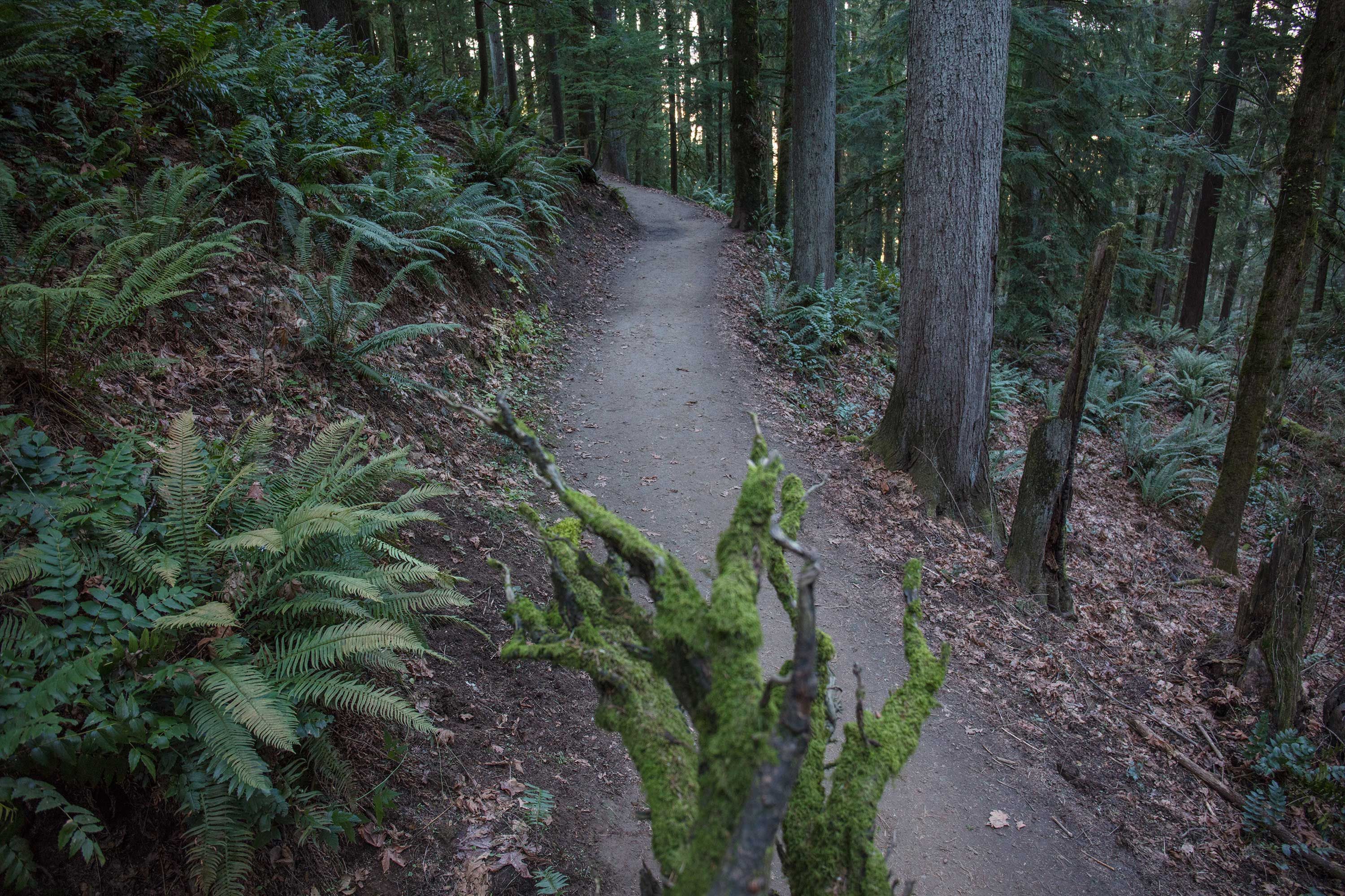 trail running forest