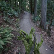 wildwood trail
