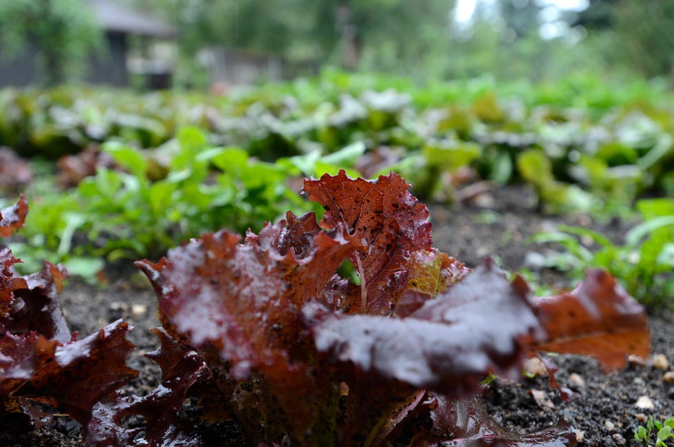 red leaf lettuce in niki haydens  fall planting section of her boulder garden on wednesday september 12, 2012 in the background includes arugula, mizuna and a variety of leaf lettuce photo by paul aikendigital first mediaboulder daily camera via getty images