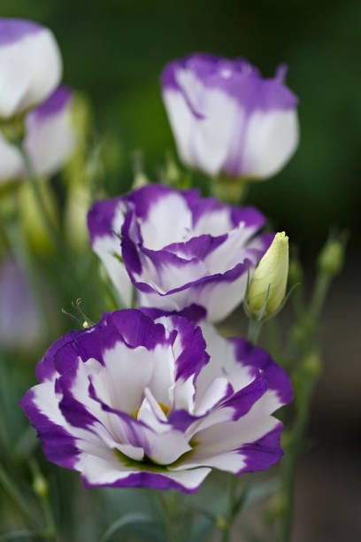 eustoma flower in the summer garden