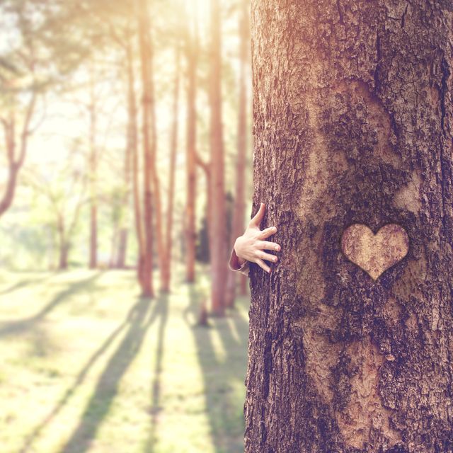 closeup hands of woman hugging tree with heart shape, copy space