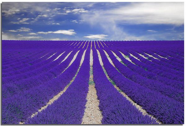 Blue, Agriculture, Purple, Violet, Lavender, Field, Colorfulness, Plantation, Farm, Crop, 