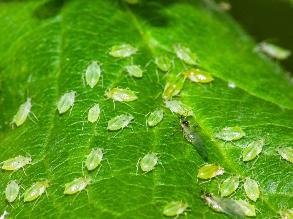 How to Get Rid of Aphids and Keep Them Away in 2024