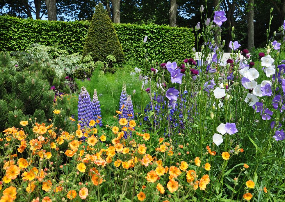 lush, vibrant, purple and orange flowers of lupins and campanula within a show garden at royal horticultural society chelsea flower show 2017